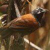 Black-throated Babbler �Y�O�������`���h��