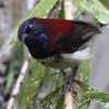 Black-throated Sunbird iO^CE`E