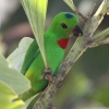 Blue-crowned Hanging Parrot TgE`E