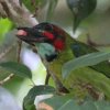 Blue-eared Barbet �A�I�~�~�S�V�L�h��