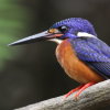 Blue-eared Kingfisher �����J���Z�~
