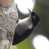 Blue Nuthatch YOSWEJ