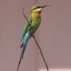Blue-tailed Bee-eater nIn`NC