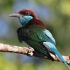 Blue-throated Bee-eater mhn`NC