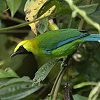 Blue-winged Leafbird �A�I�o�l�R�m�n�h��