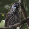 Bold-striped Tit-babbler