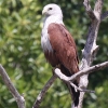 Brahminy Kite VKVgr