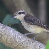 Brown Shrike AJY