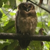 Brown Wood Owl �I�I�t�N���E