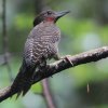 Buff-necked Woodpecker �J���n�Q��