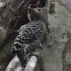Buff-rumped Woodpecker �q���J���n�Q��