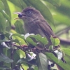 Buff-vented Bulbul JI[uq