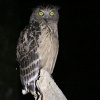 Buffy Fish-owl �}���[�E�I�~�~�Y�N
