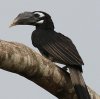 Bushy-crested Hornbill WTC`E