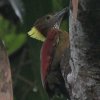 Checker-throated Woodpecker �`���o�l�A�I�Q��