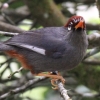 Chestnut-capped Laughingthrush `KVKr`E