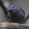 Chestnut-winged Babbler �A�I�������`���h��