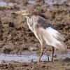 Chinese Pond Heron AJKVTM