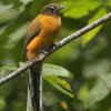 Cinnamon-rumped Trogon �Y�O���L�k�o�l�h��