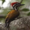Common Flameback �Y�A�J�~���r�Q��