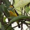 Common Iora qRmnh