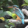Common Kingfisher JZ~