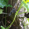 Common Tailorbird IiKTCzE`E