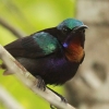 Copper-throated Sunbird mhAJ^CE`E