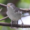 Cream-vented Bulbul W`Cq