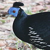 Crested Fireback RVAJLW