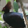 Crested Patridge �J�������V���R