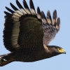 Crested Serpent Eagle ~i~JV