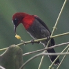 Crimson Sunbird LSV^CE`E