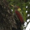 Crimson-winged Woodpecker �����A�I�Q��