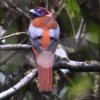 Diard's Trogon �o���G���L�k�o�l�h��