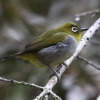 Everett's White-Eye LlW