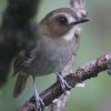 Eyebrowed Jungle-Flycatcher ���W���~�c�����q�^�L