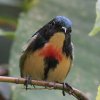 Fire-breasted Flowerpecker �n�i�h��