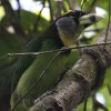 Fire-tufted Barbet �A�J�t�T�S�V�L�h��