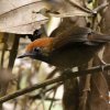 Fluffy-backed Tit Babbler