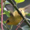 Golden Babbler �L�K�V�������`���h��