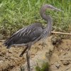 Great-billed Heron �X�}�g���T�M