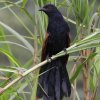 Greater Coucal IIoP