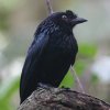 Greater Racket-tailed Drongo �J�U���I�E�`���E