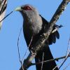 Green-billed Malkoha