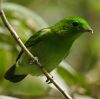 Green Broadbill �~�h���q���n�V