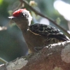Grey-and-buff Woodpecker JRQ