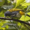 Grey-bellied Bulbul �n�C���l�q���h��