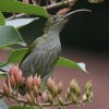 Grey-breasted Spiderhunter �n�C���l�N���J���h��