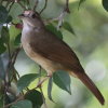 Grey-cheeked Bulbul �n�C�K�V���J�������q���h��